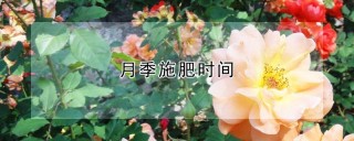 月季施肥时间,第1图