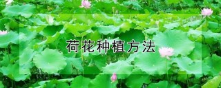 荷花种植方法,第1图