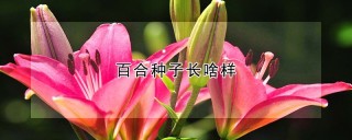 百合种子长啥样,第1图