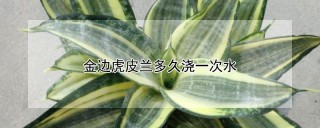 金边虎皮兰多久浇一次水,第1图