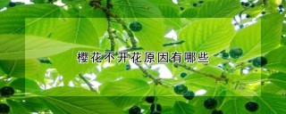 樱花不开花原因有哪些,第1图