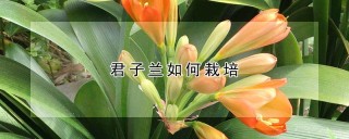 君子兰如何栽培,第1图