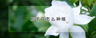 枙子花怎么种植,第1图