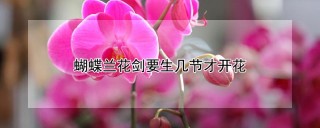 蝴蝶兰花剑要生几节才开花,第1图