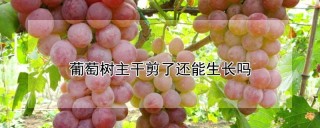 葡萄树主干剪了还能生长吗,第1图