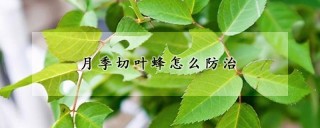 月季切叶蜂怎么防治,第1图