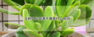 玉树叶片变薄干瘪是什么原因,第1图