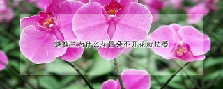 蝴蝶兰为什么花骨朵不开花就枯萎,第1图