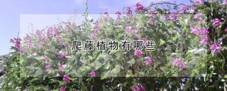 爬藤植物有哪些,第1图