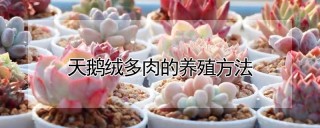 天鹅绒多肉的养殖方法,第1图