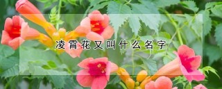 凌霄花又叫什么名字,第1图