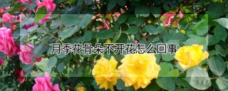 月季花骨朵不开花怎么回事,第1图