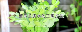 蟹爪兰浇水的正确方法,第1图