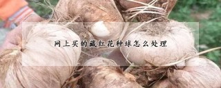 网上买的藏红花种球怎么处理,第1图