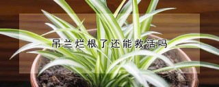 吊兰烂根了还能救活吗,第1图