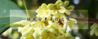 桂花分类是什么呢,第1图