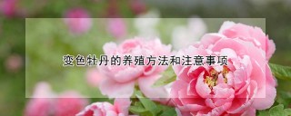 变色牡丹的养殖方法和注意事项,第1图