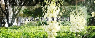 凤尾兰和剑麻的区别,第1图