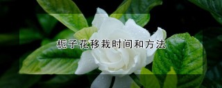 栀子花移栽时间和方法,第1图