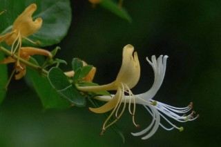 金银花夏天怎么养,第2图