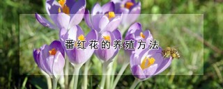 番红花的养殖方法,第1图