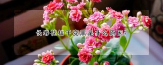 长寿花枝干变黑是什么原因?,第1图