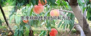 冬季桃树修剪时间和方法,第1图