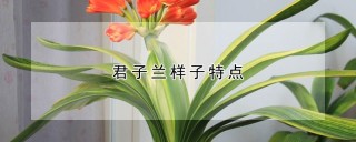 君子兰样子特点,第1图