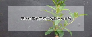 室内桂花的养殖方法和注意事项,第1图