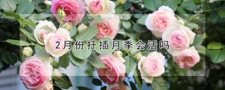 2月份扦插月季会活吗,第1图