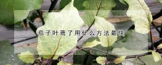 茄子叶蔫了用什么方法最快,第1图