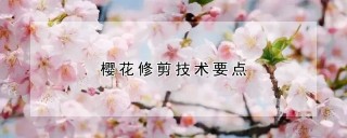 樱花修剪技术要点,第1图