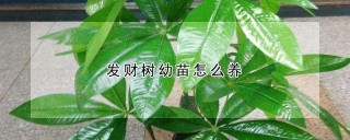 发财树幼苗怎么养,第1图