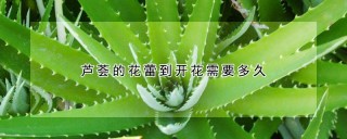 芦荟的花蕾到开花需要多久,第1图