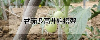 番茄多高开始搭架,第1图