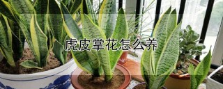 虎皮掌花怎么养,第1图