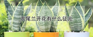 虎尾兰开花有什么征兆,第1图