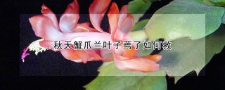 秋天蟹爪兰叶子蔫了如何救,第1图