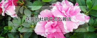 快死的杜鹃花怎么救活,第1图