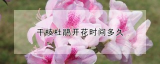 干枝杜鹃开花时间多久,第1图