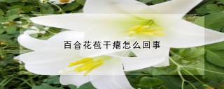 百合花苞干瘪怎么回事,第1图