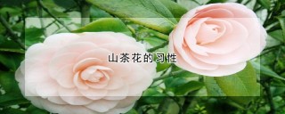 山茶花的习性,第1图