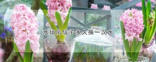 水培风信子多久换一次水,第1图