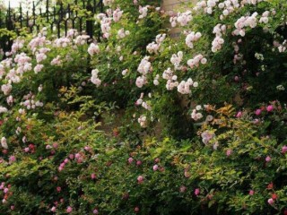 蔷薇花花期，蔷薇花在哪个季节开,第7图