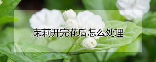 茉莉开完花后怎么处理,第1图