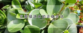 豆瓣绿浇水的正确方法,第1图