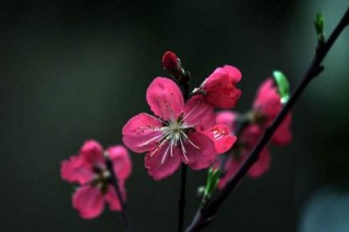 桃花盆景的养护要点，5步即可养好桃花盆景,第2图