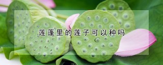 莲蓬里的莲子可以种吗,第1图