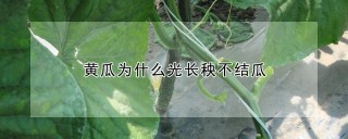 黄瓜为什么光长秧不结瓜,第1图