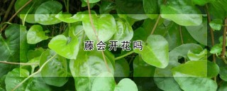 藤会开花吗,第1图